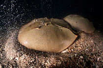 Tri-spine horseshoe crab (Tachypleus tridentatus) pair on sea floor at night. Female digging into substrate before depositing eggs, male clasped onto rear of female to fertilise eggs once deposited. Y...