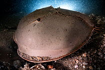 Tri-spine horseshoe crab (Tachypleus tridentatus) male fertilising eggs deposited by female in substrate. Female crab buried on sea floor beneath male. Yamaguchi Prefecture, Honshu, Japan. July.