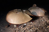 Tri-spine horseshoe crab (Tachypleus tridentatus) pair on sea floor at night. Female searching for location to spawn, male clasped onto rear of female will fertilise eggs once deposited. Yamaguchi Pre...