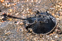 Tri-spine horseshoe crab (Tachypleus tridentatus) juvenile aged two years, in fifth instar. Endangered species due to habitat loss and over-harvesting for food and biochemical industry. Yamaguchi Pref...