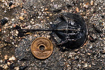 Tri-spine horseshoe crab (Tachypleus tridentatus) juvenile aged two years, in fifth instar, beside 5 Yen coin for scale. Endangered species due to habitat loss and over-harvesting for food and biochem...