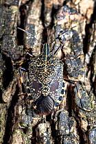 Yellow spotted stink bug (Erthesina fullo) nymph in fifth or final instar. Invasive species in Japan. Yamaguchi Prefecture, Honshu, Japan. August 2020.