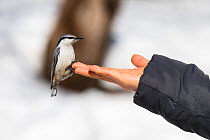Eurasian nuthatch (Sitta europaea amurensis) perched on hand, tame bird habituated to people. Hokkaido, Japan. March.