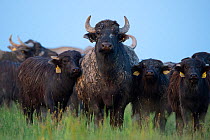Herd of Water Buffalo (Bubalus bubalis) Pusztaszer protected landscape, Kiskunsagi, Hungary, May