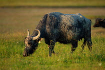 Water Buffalo (Bubalus bubalis) Pusztaszer protected landscape, Kiskunsagi, Hungary, May