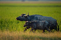 Herd of Water buffalo (Bubalus bubalis) Pusztaszer protected landscape, Kiskunsagi, Hungary, May
