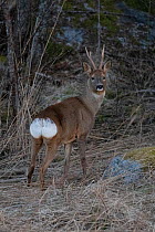 Roe deer, (Capreolus capreolus), male/ buck, rear view of whit tail, Flatanger, Trondelag, Norway. May.