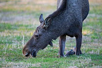 European Moose or Elk, (Alces alces) son its fron knees, grazing. Flatanger, Trondelag, Norway. May.