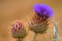 The wild ancestor of the cultivated Artichoke (Cardoon cardunculus) also called the artichoke thistle, Coa Valley, Portugal, July