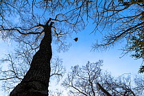 Japanese dwarf flying squirrel (Pteromys volans orii) male gliding between trees. Hokkaido, Japan. March.