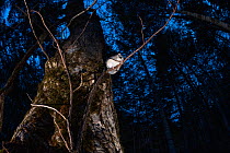 Japanese dwarf flying squirrel (Pteromys volans orii) sitting on branch in forest at dusk, after emerging from nest hole. Hokkaido, Japan. March.