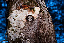 Japanese dwarf flying squirrel (Pteromys volans orii) emerging from nest hole at dusk. Hokkaido, Japan. March.
