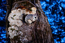 Japanese dwarf flying squirrel (Pteromys volans orii) sitting on tree trunk outside nest hole at dusk. Hokkaido, Japan. March.