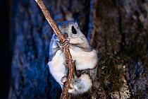 Japanese dwarf flying squirrel (Pteromys volans orii) grasping onto branch at dusk. Hokkaido, Japan. March.