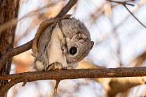 Japanese dwarf flying squirrel (Pteromys volans orii) grooming whilst sitting on branch. Hokkaido, Japan. March.