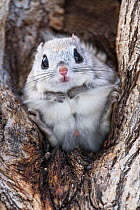 Japanese dwarf flying squirrel (Pteromys volans orii) male sitting in tree, portrait. Hokkaido, Japan. March.