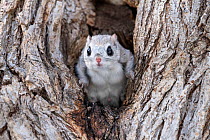 Japanese dwarf flying squirrel (Pteromys volans orii) male in tree. Hokkaido, Japan. March.