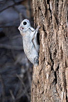 Japanese dwarf flying squirrel (Pteromys volans orii) on tree trunk. Hokkaido, Japan. March.