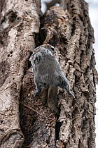 Japanese dwarf flying squirrel (Pteromys volans orii), two males on tree trunk, one leaping on other in ambush during mating season. Hokkaido, Japan. March.