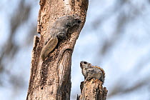 Japanese dwarf flying squirrel (Pteromys volans orii), two males in competition during mating season, one feeding startled by other approaching on tree trunk. Hokkaido, Japan. March.