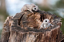 Japanese dwarf flying squirrel (Pteromys volans orii), male attempting ambush attack on other, in competition over female in oestrus. Hokkaido, Japan. March.