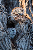 Japanese dwarf flying squirrel (Pteromys volans orii) pair on tree trunk, female in oestrus in nest hole, male sitting on guard above to fend off approaching males. Hokkaido, Japan. March.