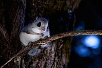 Japanese dwarf flying squirrel (Pteromys volans orii) sitting on tree trunk at night near nest hole. Hokkaido, Japan. March.