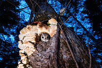 Japanese dwarf flying squirrel (Pteromys volans orii) pair on tree trunk at dusk, one peering out of nest, the other perched on branch. Hokkaido, Japan. March.