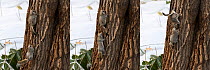 Japanese dwarf flying squirrel (Pteromys volans orii) pair, male in pursuit of female in oestrus, female spinning around to indicate she is not ready. Hokkaido, Japan. March. Digital composite sequenc...