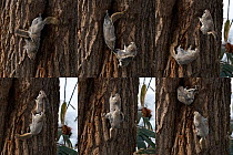 Japanese dwarf flying squirrel (Pteromys volans orii) pair on tree trunk, male in pursuit of female, copulating and female returning to nest. Hokkaido, Japan. March. Digital composite sequence.