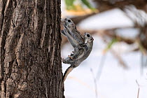 Japanese dwarf flying squirrel (Pteromys volans orii) pair mating on tree trunk, female putting up resistance, dislodging male. Hokkaido, Japan. March.