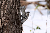 Japanese dwarf flying squirrel (Pteromys volans orii) pair mating on tree trunk. Hokkaido, Japan. March.