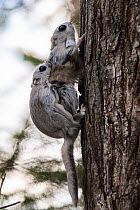 Japanese dwarf flying squirrel (Pteromys volans orii) pair mating on tree trunk. Hokkaido, Japan. March.