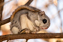Japanese dwarf flying squirrel (Pteromys volans orii) sitting on branch. Hokkaido, Japan. March.