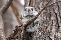 Japanese dwarf flying squirrel (Pteromys volans orii) perched on branch. Hokkaido, Japan. March.