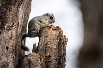 Japanese dwarf flying squirrel (Pteromys volans orii) perched on tree snag after emerging from nest, nest lining material on squirrel&#39;s head. Hokkaido, Japan. March.