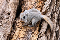 Japanese dwarf flying squirrel (Pteromys volans orii) on tree trunk beside nest hole. Hokkaido, Japan. March.