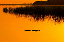 American alligator (Alligator mississippiensis) in Upper Myakka Lake at sunrise. Sarasota, Florida, USA. June.
