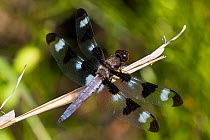 Twelve-spotted skimmer dragonfly (Libellula pulchella) male resting on stem. Connecticut, USA, June.