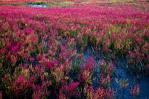 Glasswort (Salicornia sp) turning salt marsh along tidal river pink in autumn. Long Island Sound, Madison, Connecticut, USA. September.