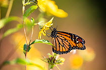 Monarch butterfly (Danaus plexippus) nectaring. Madison, Connecticut, USA, September.