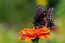 Spicebush swallowtail butterfly (Papilio troilus) nectaring on Zinnia. Connecticut, USA. August.