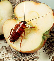 American cockroach (Periplanata americana) nymph, household pest feeding on Apple.