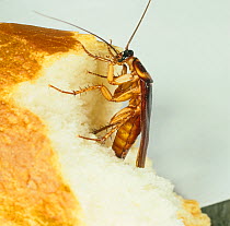 American cockroach (Periplaneta americana), household pest feeding on Bread.