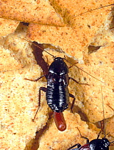 Oriental cockroach (Blatta orientalis) gravid female with ootheca (egg case), household pest on food.