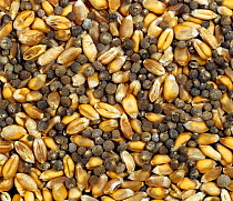 Cleavers (Galium aparine) seeds contaminating combine harvested Wheat (Triticum aestivum) grain, grain rejected in quality control.