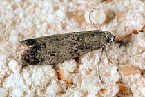 European flour moth (Ephestia kuehniella), pest of stored grain, in flour debris in storage.