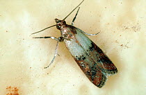 Indian meal moth (Plodia interpunctella), household pest in food store.