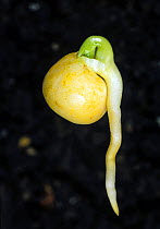 Pea seed (Pisum sativum) germinating with long radicle and leaf plumule emerging.