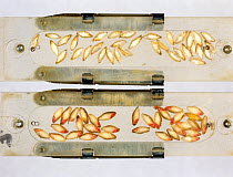 Barley (Hordeum vulgare) germination test, seed treated with tetrazolium salt. Grains stained red are viable, colourless grains are not viable.